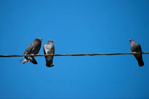 Doves on a wire Foto stock