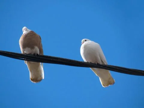 Doves on a wire Stock Photos