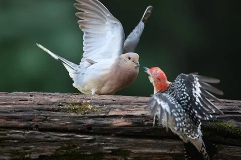 Dove&amp;Woodpecker Stock Photos