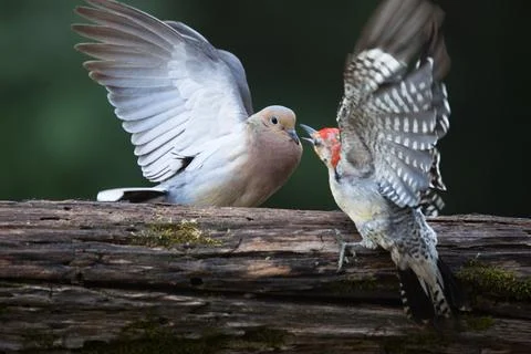 Dove&amp;Woodpecker2 Stock Photos