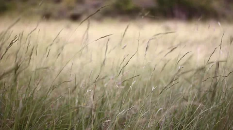 Dowels at sunset Stock Footage 34406062
