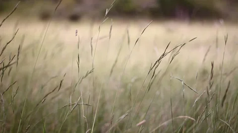 Dowels at sunset Stock Footage 34406578