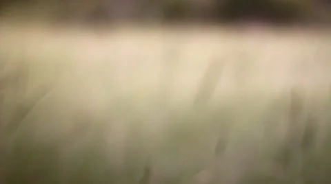 Dowels at sunset Stock Footage 34406929