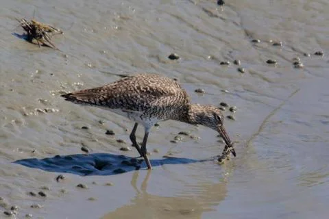 Dowitcher catches a crab Stock Photos