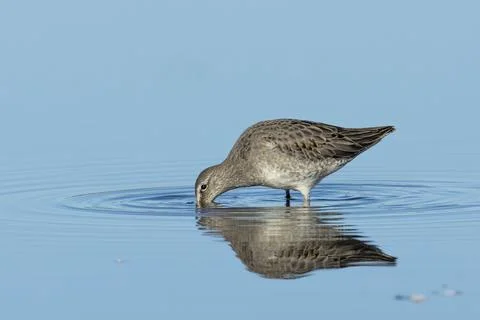 Dowitcher digging in shallow water. Stock Photos