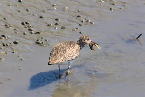 Dowitcher with small crab Stock Photos