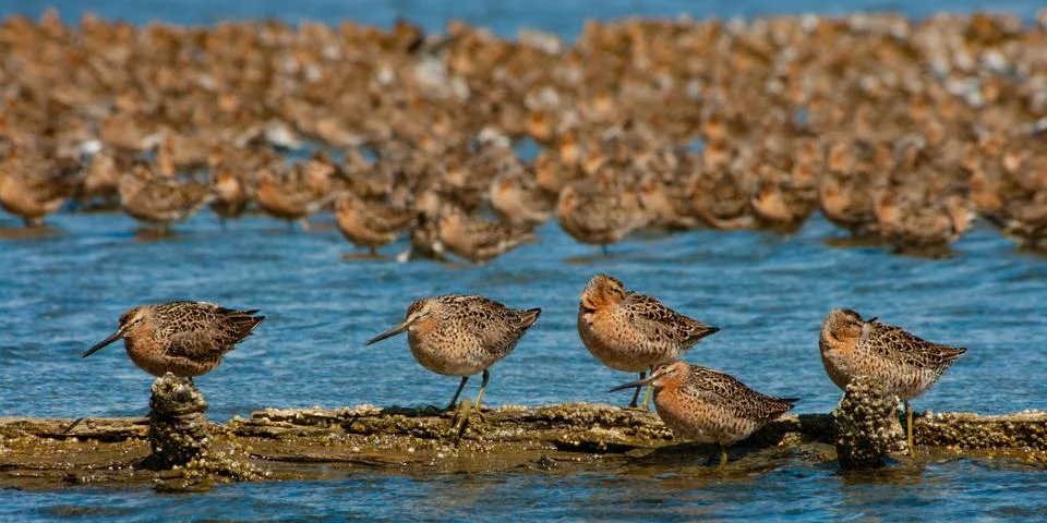 Dowitchers Stock Photos