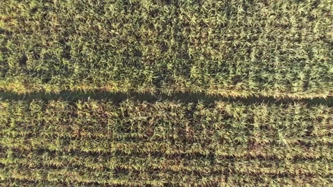 Down to up aerial landscape over paddy field Stock Footage 158466632