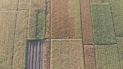 Up to down aerial landscape over paddy field Stock Footage 158522953