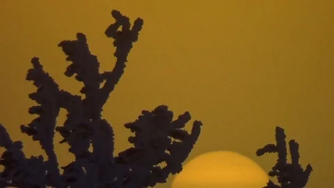 Down along the winter bushes Video stock 99411248