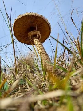 Down below view of a mushroom in the grass during autumn Stock Photos