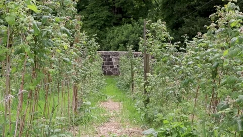 Down between rows of beans at pythouse gardens wiltshire 스톡 동영상 137393356