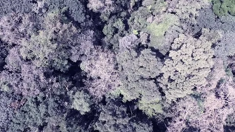 Down into the canopy of virgin forest Stock Footage 81062324