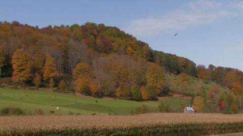 Down on the Farm Stock Footage 270791