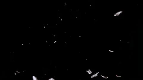 Down feathers falling slowly filling screen against black Stock Footage 142395598