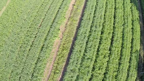 Down to up Flight of a cultivated field  Stock Footage 71586669