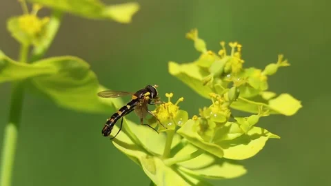 Down fly Sphaerophoria scripta preening on serrated spurge (Euphorbia serrata) Stock Footage 307915722