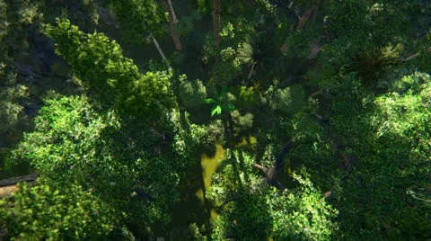 Down in the forest Stock Footage 26128228