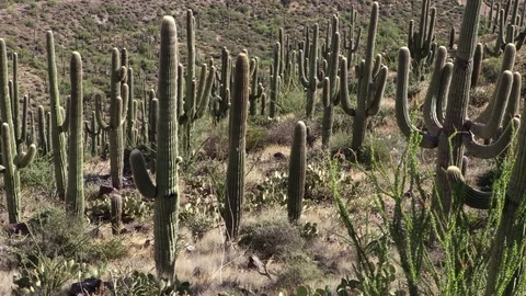 Down Hill Saguaros Stock Footage 79610345