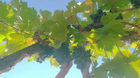 Down look of grapes being harvested Stock Footage 58326363