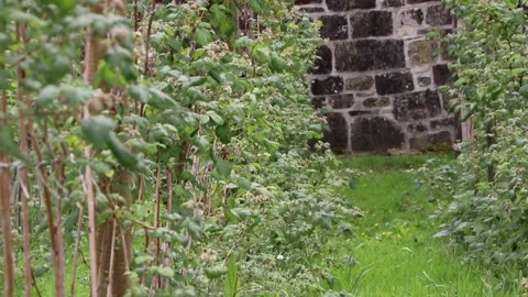 Down moving beans from wall to earth pythouse gardens wiltshire 스톡 동영상 137394091