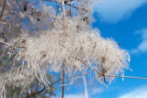 Down plant Stock Photos
