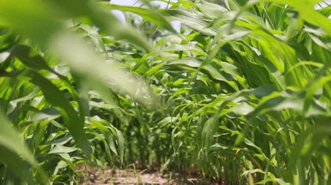 Down a Row of a Cornfield Stock Footage 25321103