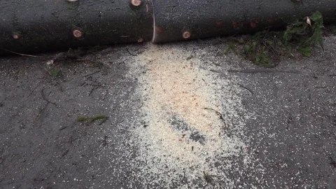 Down sawn spruce trees Stock Footage 74059750