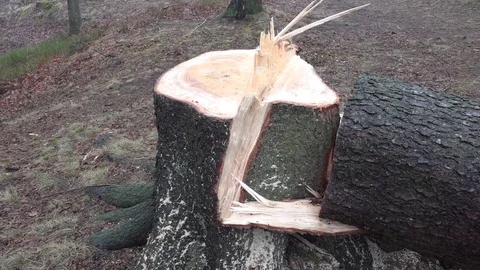 Down sawn spruce trees Stock Footage 74060527