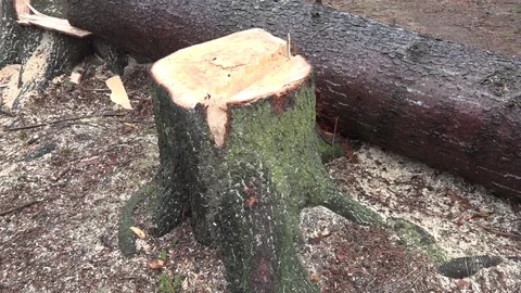 Down sawn spruce trees panning shot Stock Footage 74060388