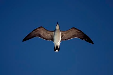 The down of sea gull flying Stock Photos