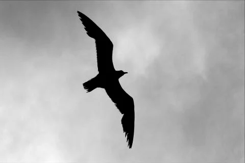 Down of sea gull Stock Photos