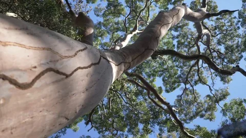 Down-up shot of eucalyptus tree with birds singing Stock Footage 78501259