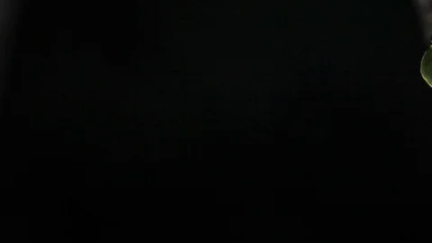 Down Shot of a Kambo Frog at Night Stock Footage 109155849