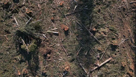 Down shot over slash debris filled deforested land in Washington Stock Footage 262939168