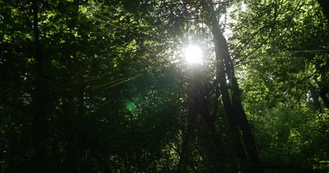 Down up Shot of a Wild Thick Forest With Sunny Rays, Breaking Through Its Stock Footage 53080870