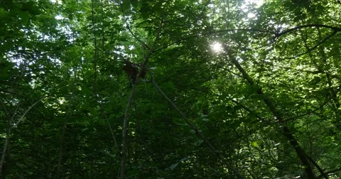 Down up Shot of a Wild Thick Forest With Sunny Rays Breaking Through Its Stock Footage 53091151