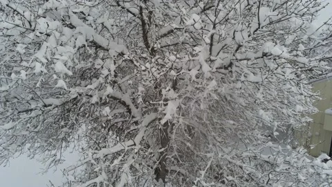 Down snowed tree - Drone camera moves down and forward Stock Footage 137941644