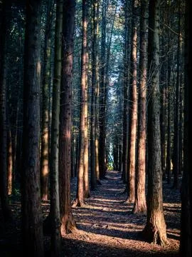 Down the socially distanced trees to the light Stock Photos