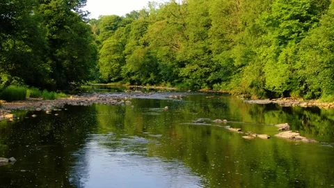 Down Stream Low Zoom 動画素材 243461554