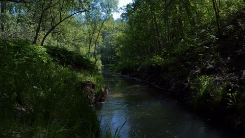 Down to stream water Stock Footage 89753267