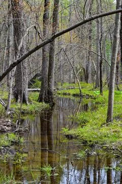 Down in the swamp Stock Photos