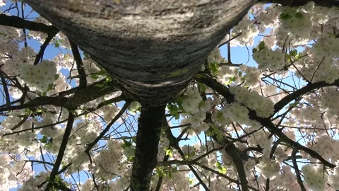Down top view of blossoms are the flowers of stone fruit trees genus Prunus 4k Stock Footage 147550500