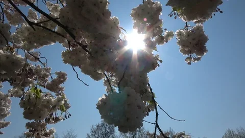 Down top view of cherry blossom flowers and sunshine from under tree 4k Stock Footage 122060673