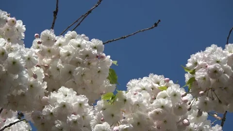 Down top view looking up at white blossom from cherry tree 4k Stock Footage 237870314