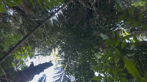 Down top view of Taman Tugu Lush forest park trail Stock Footage 327629907