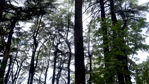 Down top view of tree in Campo del Moro Park Madrid Stock Footage 152556099