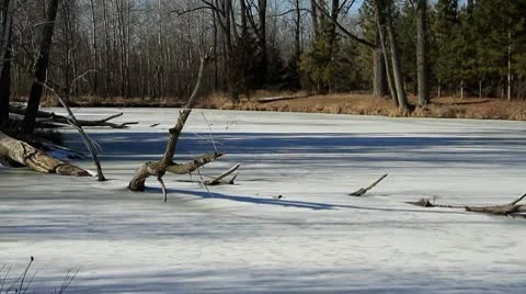 Down Tree in Frozen Pond Stock-Footage 10735953
