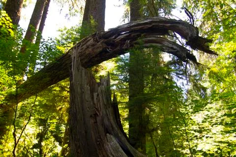 Down tree in the Redwoods. Foto stock