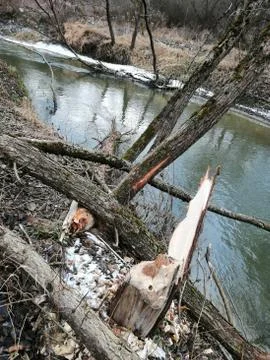 Down TREES  waterside after BEAVER activity (Serie # 23/39) Foto stock